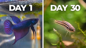 I Raised Baby Bettas for 30 Days