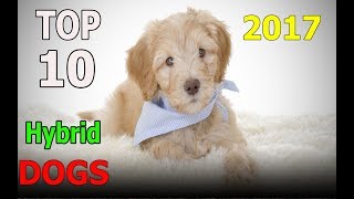 Top 10 hybrid dogs in the World 2017 | Top 10 animals by TOP 10 Animals 1,347 views 6 years ago 4 minutes, 40 seconds
