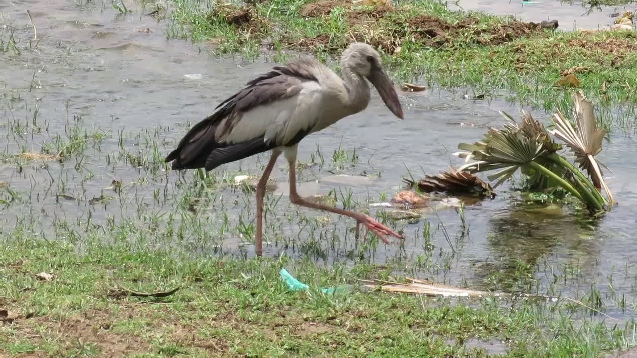 Asian Openbill Stork in Madurai 