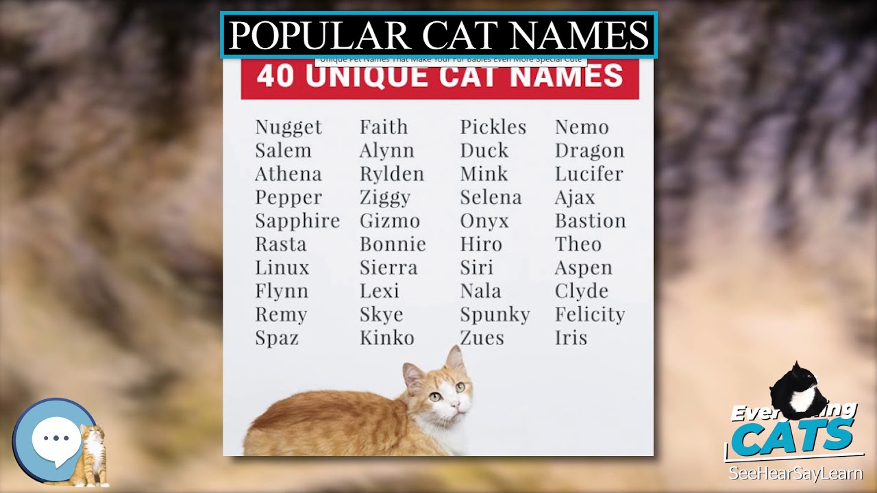 Popular Cat Names Everything Cats Youtube