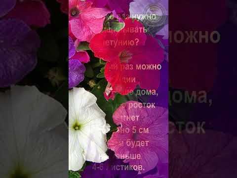 Сколько раз нужно прищипывать петунию? Как ухаживать за Петунья? Про питунью. Питуния #shorts