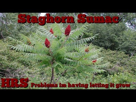 Video: Is geurige sumac indringend?