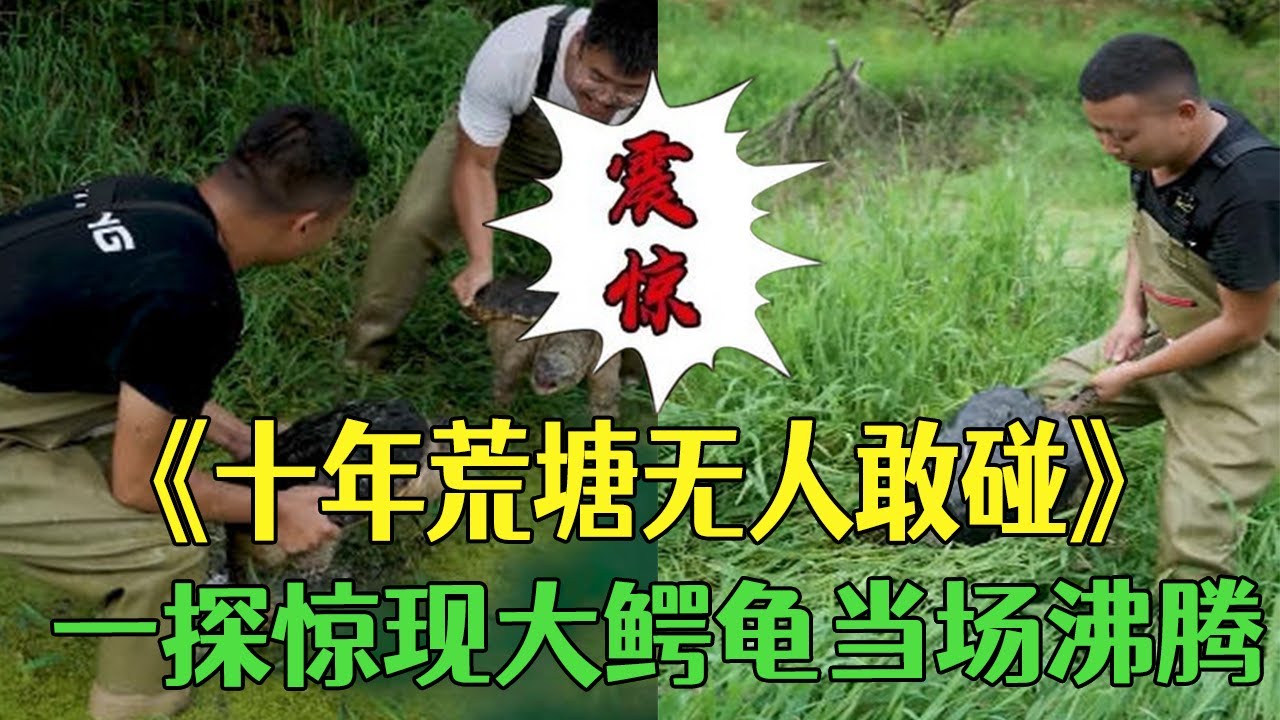 十年荒塘無人敢碰，壹探驚現大鳄龜當場沸騰#三農#戶外#新農人計劃#我要上熱門#抓魚  #小飛哥 #包塘