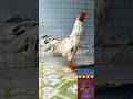 Beautiful Cock Breeds E 1320V 3 2KG