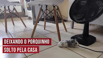 Pode criar porquinho da índia solto?