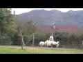 PIPA Carea Leones, aprendiendo a empujar  y controlar a las ovejas. En El Clan Del Lobo. Asturias.