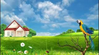 Background Animasi Pemandangan Alam Burung Kakak Tua Terbaik | Animation No Copyright