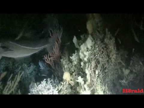 Plymouth scientists make historic exploration of A...