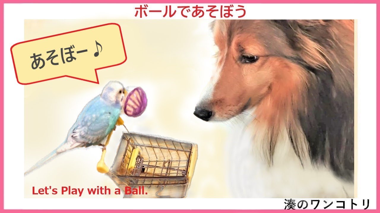 え スゴすぎる かわいいボール遊び おしゃべりインコ 優しい犬 仲良し犬と鳥 かわいいインコ ボール遊び 犬とインコの日常 ほんわか 田舎暮らし Youtube え スゴすぎる かわいいボール遊び おしゃべりインコ 優しい犬 仲良し犬と鳥 かわいいインコ ボール遊び 犬とインコの日常 ほんわか 田舎暮らし Youtube
