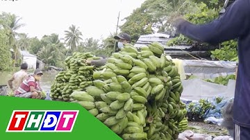 Chuối xiêm có mức giá cao nhất từ trước tới nay | THDT