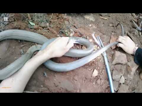Black Mamba Adventure With Grant From Durban South Snake Rescue