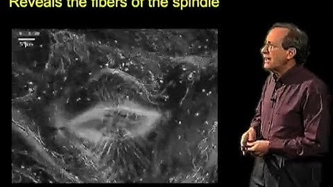 The mitotic spindle - Richard McIntosh (CU Boulder)