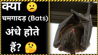 क्या चमगादड़ अंधे होते हैं?? | 5 animal misconceptions |animal myths busted | In Hindi...