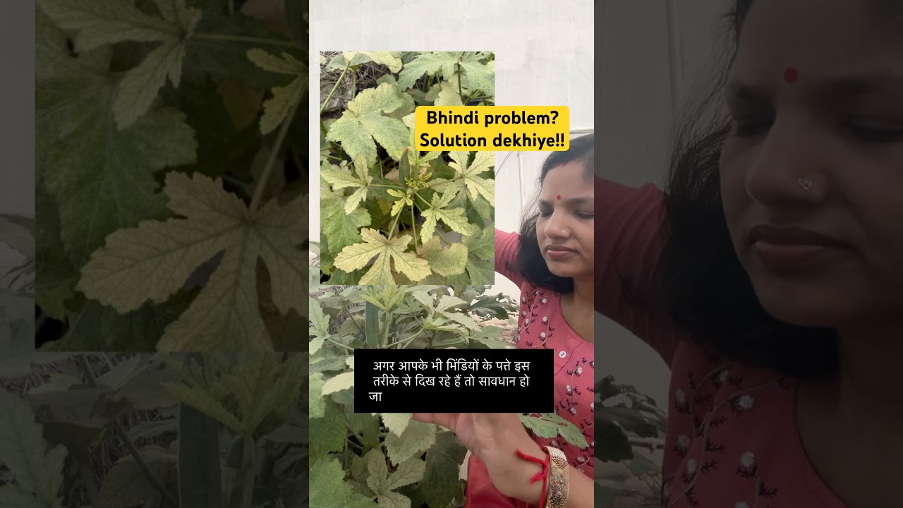 Bhindi ke problem ka solution #terracegarden #garden #gardening #terracegardenindia #farming