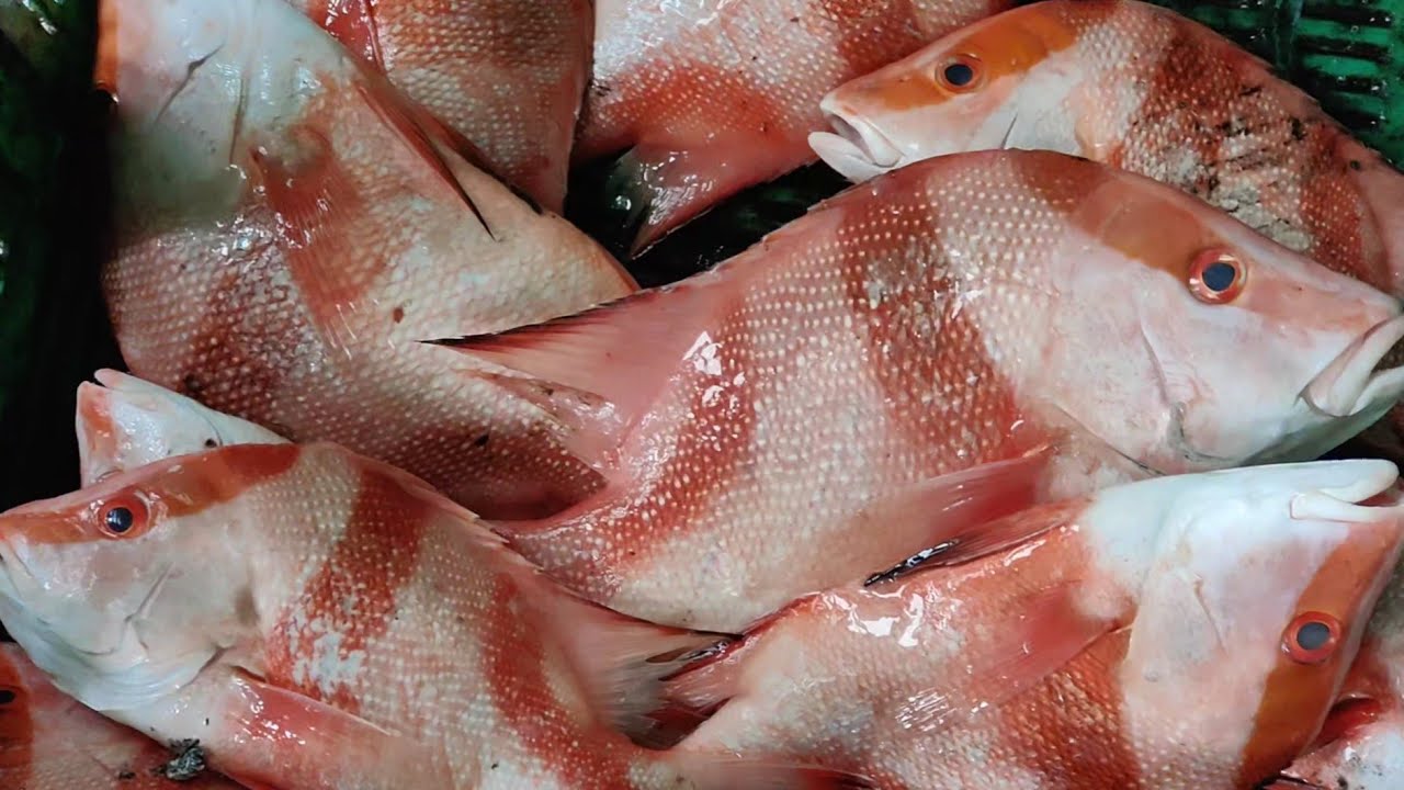 Alhamdulillah selamat sampai pukul 3 pagi.. keesokan baru memunggah hasil tangkapan