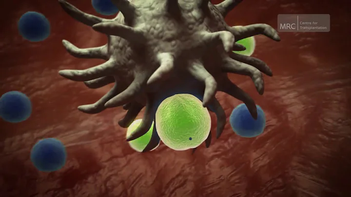 The Immune System | Preserving Disease Resistance After a Transplant - DayDayNews