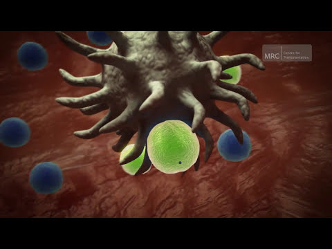 The Immune System