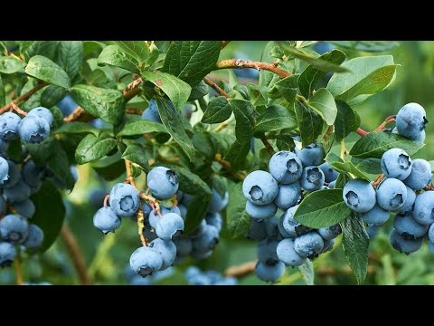 Голубика, сорт Нортланд.
