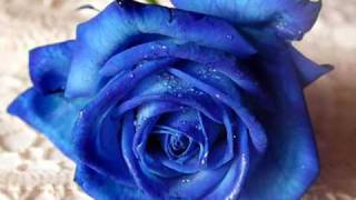 Ray Anthony - Blue Velvet - wmv