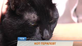 В Перми кот-инвалид устроился на работу в ветеринарную клинику В Перми кот-инвалид устроился на работу в ветеринарную клинику