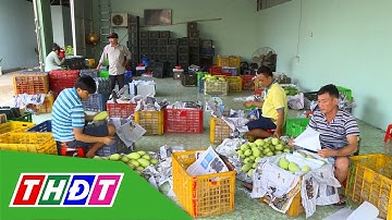 Nông dân trồng xoài có lãi sau chuỗi ngày rớt giá | THDT