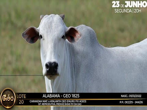 LOTE 20   ALABAMA   GEO 1825