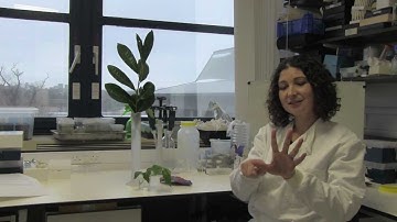 Modelling leaf shape