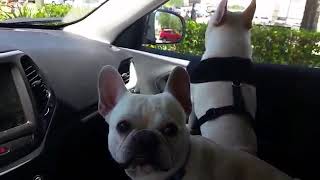 Maşında Olan Bir It Gezintisi