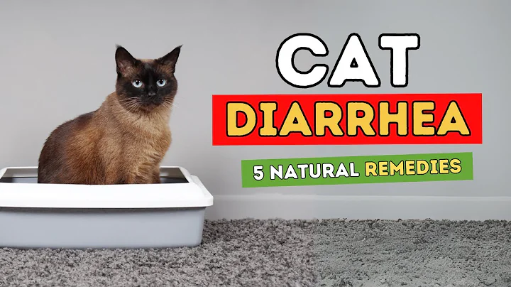 5 Remedies for Cat Diarrhea - DayDayNews