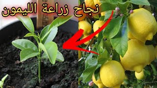 هل شاهدت طريقة زراعة شجرة الليمون من البذور من قبل؟ وهل تحتاج إلى التطعيم ؟ تسريع نمو شجرة الليمون