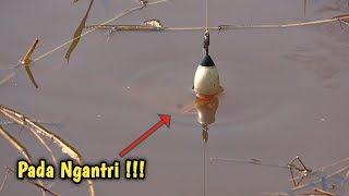 Rezeki Pemancing Temukan Spot Ikan Pada Ngantri !!!