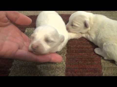 Maltipoo Puppies at 2 weeks! - YouTube