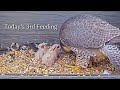 #22🦅🐥4°🐥4°🐥2°／Romsey Abbey🇬🇧Peregrine Falcon Nest 2026／by WildlifeWindows