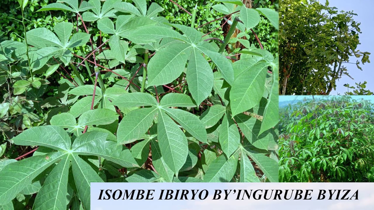 ISOMBE ;Gukora ibiryo bihendutse Kandi byiza by'ingurube