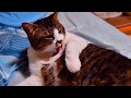姉妹ねこシュガー&ショコラ+ミー君MOVIE 251(秋の長雨編)