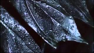 Giorgio Armani - Acqua Di Gioia - Werbung 2012 - The Essence of Joy