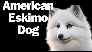 Meet the American Eskimo Dog: A Friendly and Intelligent Spitz Breed