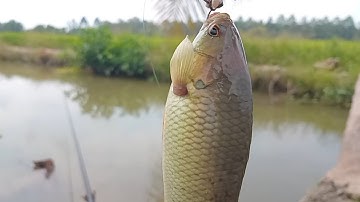Câu cá rô đồng thiên nhiên trên con kênh nhỏ: cuộc sống cô đơn: