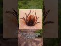 ¡Las garrapatas son vectores de la enfermedad de Lyme! 🕰️🕷️ Descubre cómo protegert...