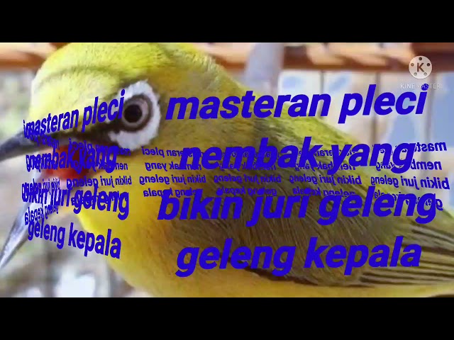 masteran burung pleci nembak wit wit derder 2021#plecinembak#plecijuara class=