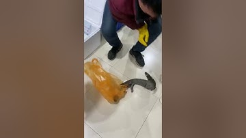 Cá Oa Oa ờ trương gia giới có tiếng kêu như tiếng khóc trẻ con