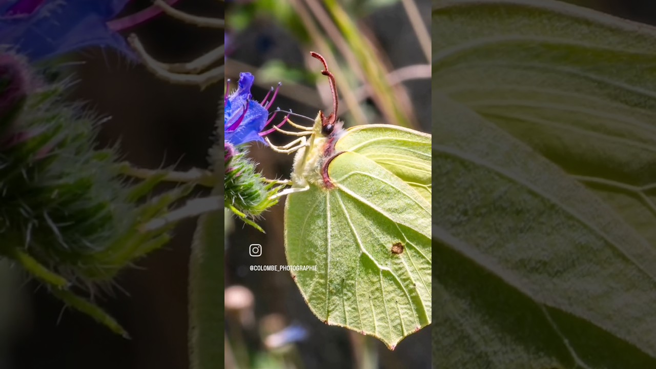 Papillon Citron - Moment VS Picture 