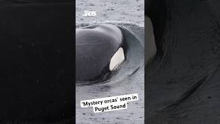 'Mystery orcas' found in Puget Sound
