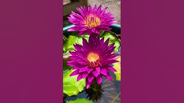 Thumbnail of Aquatic garden / Bullseye Waterlily/ Plant Stories..