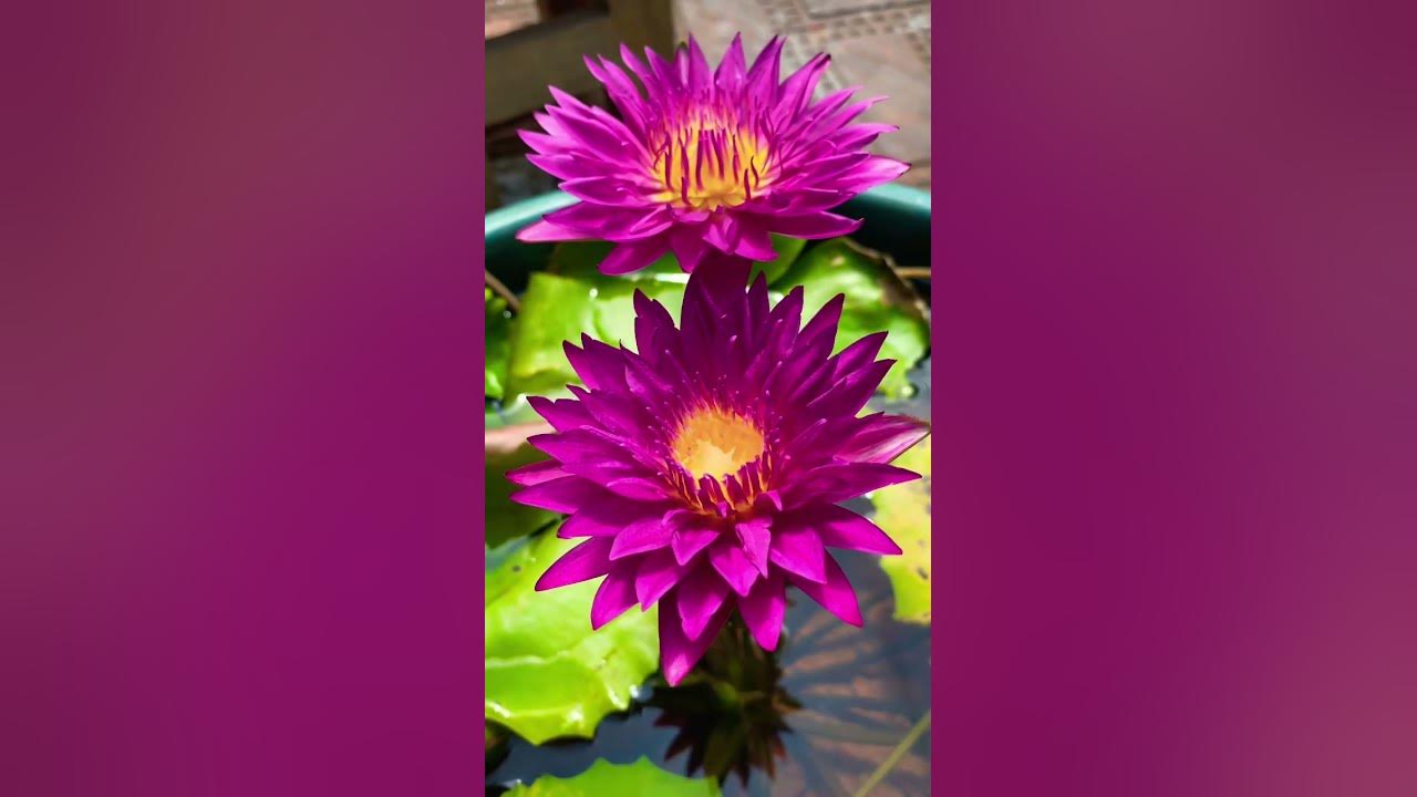 Aquatic garden / Bullseye Waterlily/ Plant Stories..