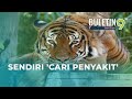 Padah Membelai 'Pak Belang'