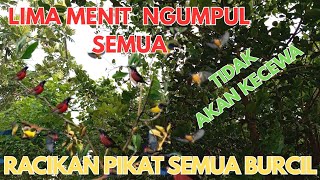 MP3 Pikat burcil paling ampuh ANTI ZONK.TIDAK AKAN KECEWA