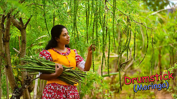 Delicious Drumsticks! (Moringa Pods) Recipes for tasty & colourful lunch table! | Traditional Me thumbnail