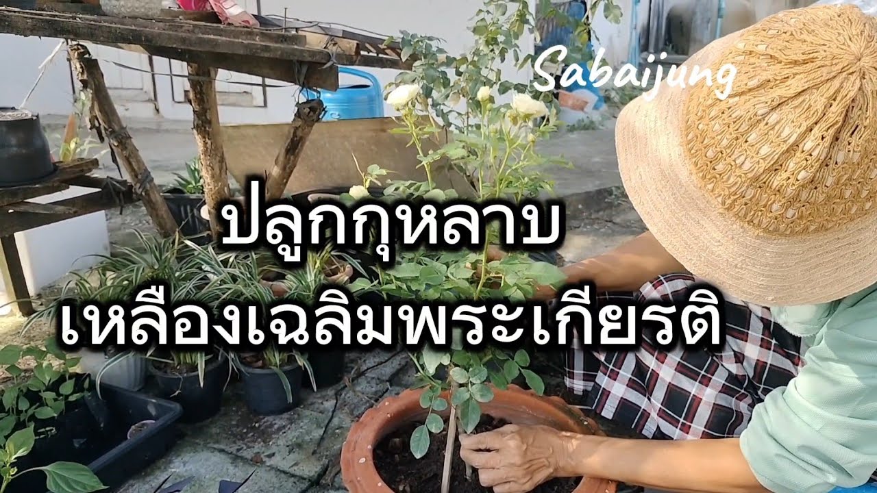 ปลูกกุหลาบเหลืองเฉลิมพระเกียรติ Lemon Gold ดอกดก มีดอกทั้งปี#ปลูกกุหลาบ