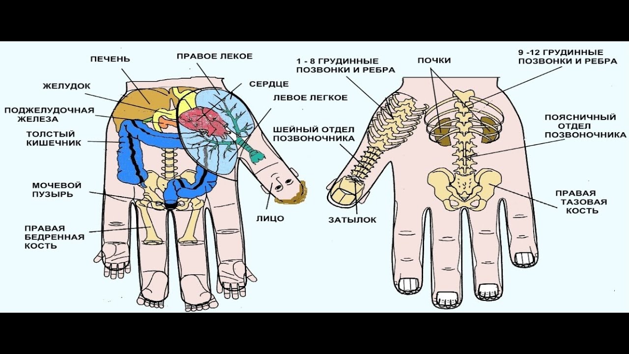 Точки на запястье руки. Точки Су Джок на ладони. Су Джок схема ладони. Проекция органов на руке Су Джок. Су Джок терапия схема ладони.